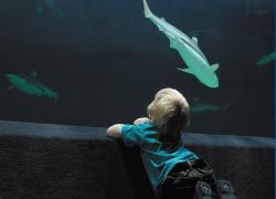 Kids will love watching the sharks at the Vancouver Aquarium. // © 2012 Tourism B.C. Kids will love watching the sharks at the Vancouver Aquarium. // © 2012 Tourism B.C.